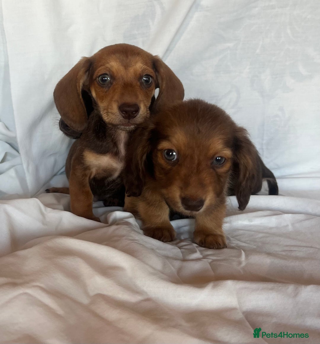 Miniature Dachshund dogs for sale: Miniature dachshund **updated  - Image 17