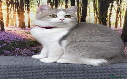 British Shorthair cats for sale: Stunning BSH golden/silver Kittens TICA - Advert 10