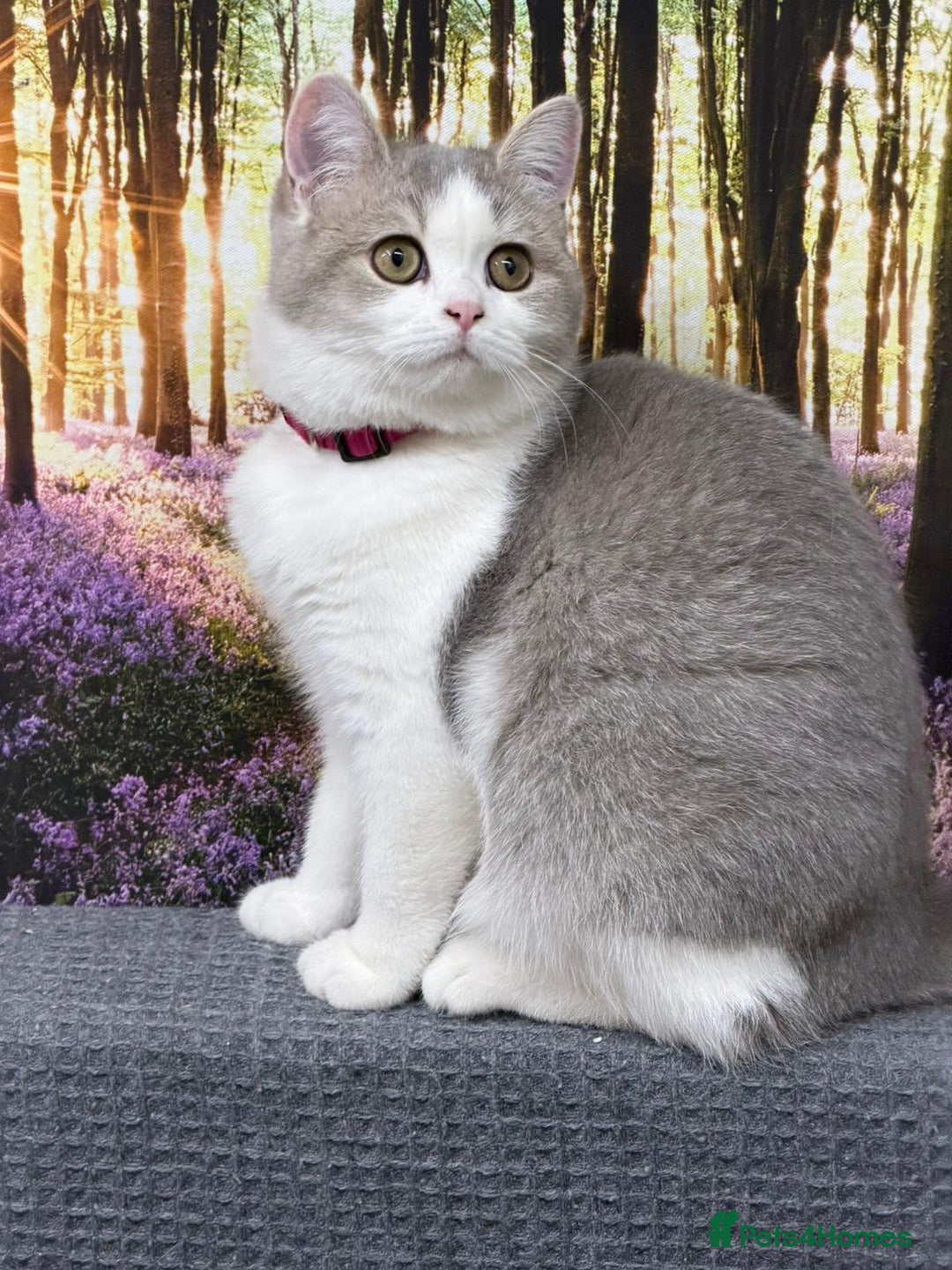 British Shorthair cats for sale: Stunning BSH golden/silver Kittens TICA - Advert 10