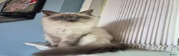 Ragdoll cats for sale: Pair of ragdolls - Advert 5