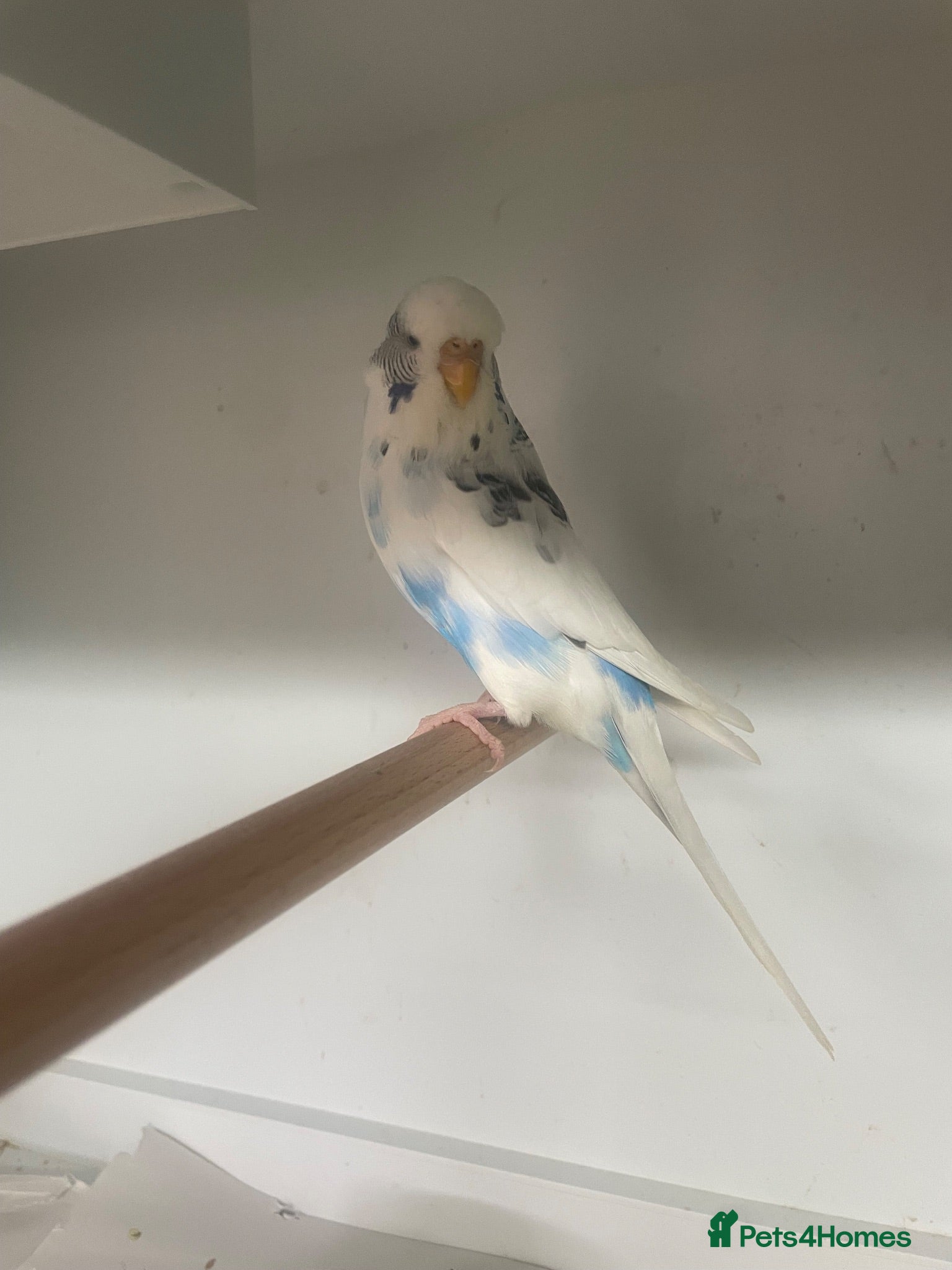 Cockatiels birds 2026 Budgies+ Cockatiels, - Advert 15