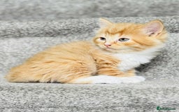 Mixed Breed cats for sale: Stunning Turkish angora x Maine coon - Image 7