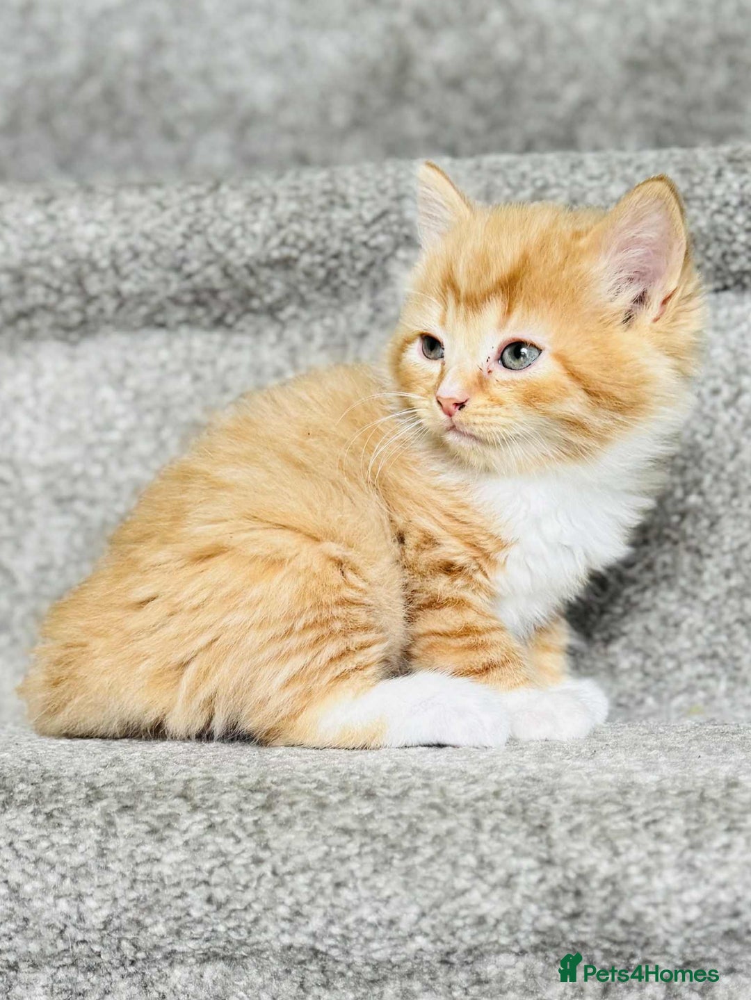 Mixed Breed cats for sale: Stunning Turkish angora x Maine coon - Image 7