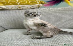 Savannah cats for sale: Awesome snow leopard Keetso male  - Image 17