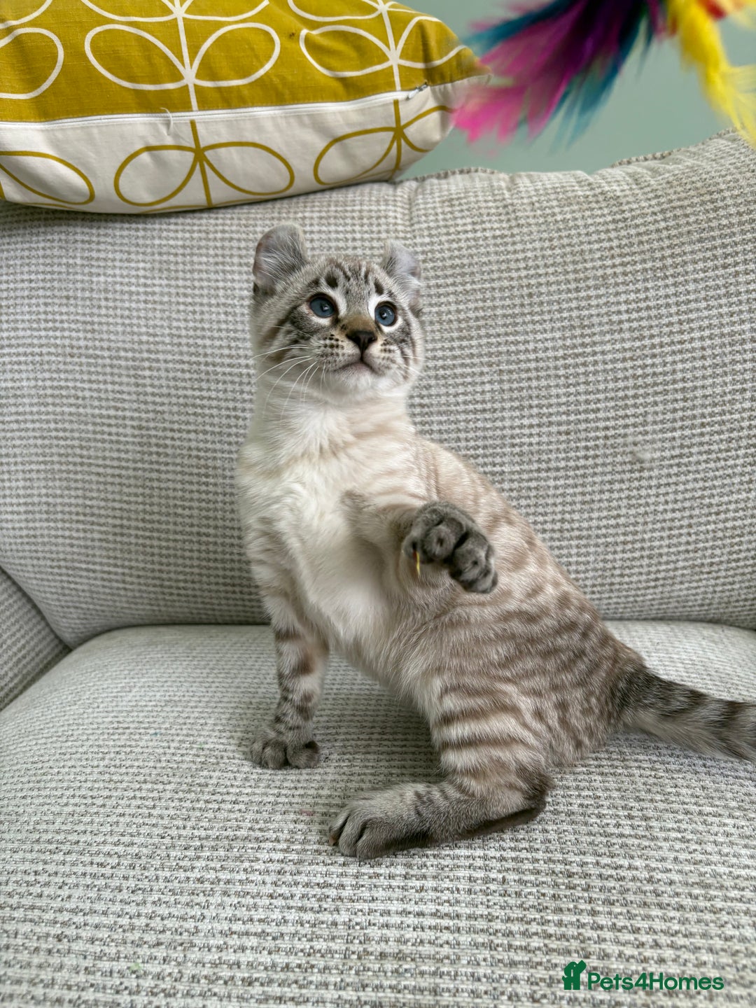 Savannah cats for sale: Awesome snow leopard Keetso male  - Image 17