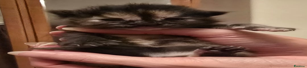 Bambie ( purple collar)