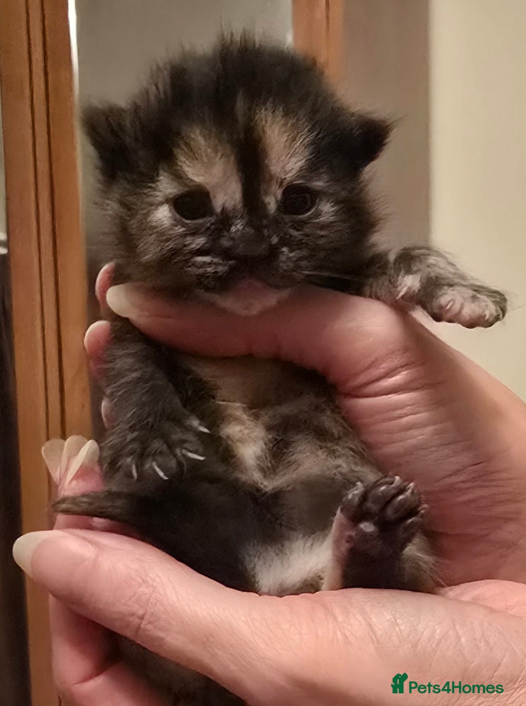 Mixed Breed cats for sale: The Fab Four - Advert 15