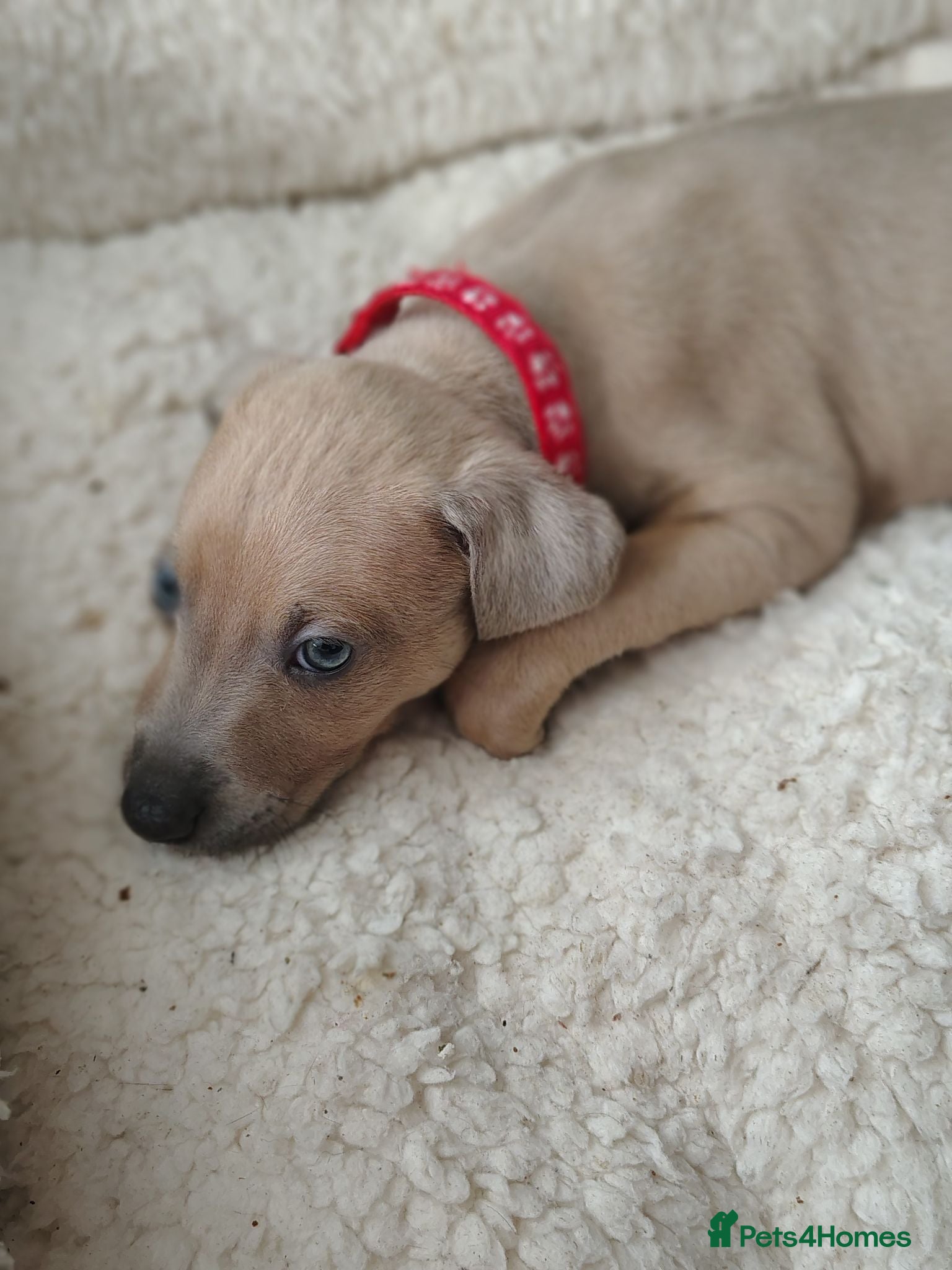Italian Greyhound dogs 3/4 Italian Greyhound & 1/4 Whippet Puppies - Advert 2