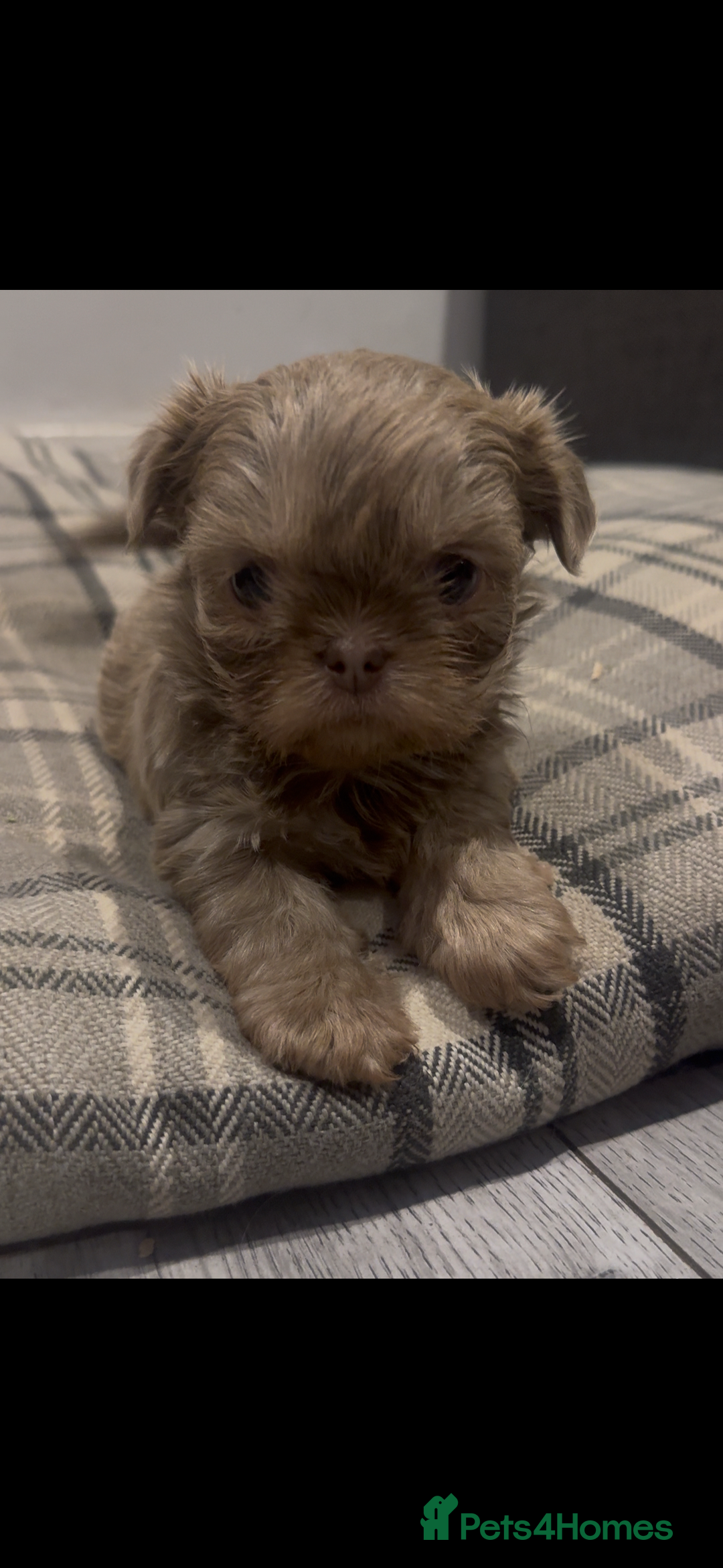 Shih Tzu dogs for sale: Saving the best until last  - Advert 6