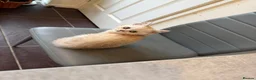 Mixed Breed cats for sale: Biscouf  - Advert 6