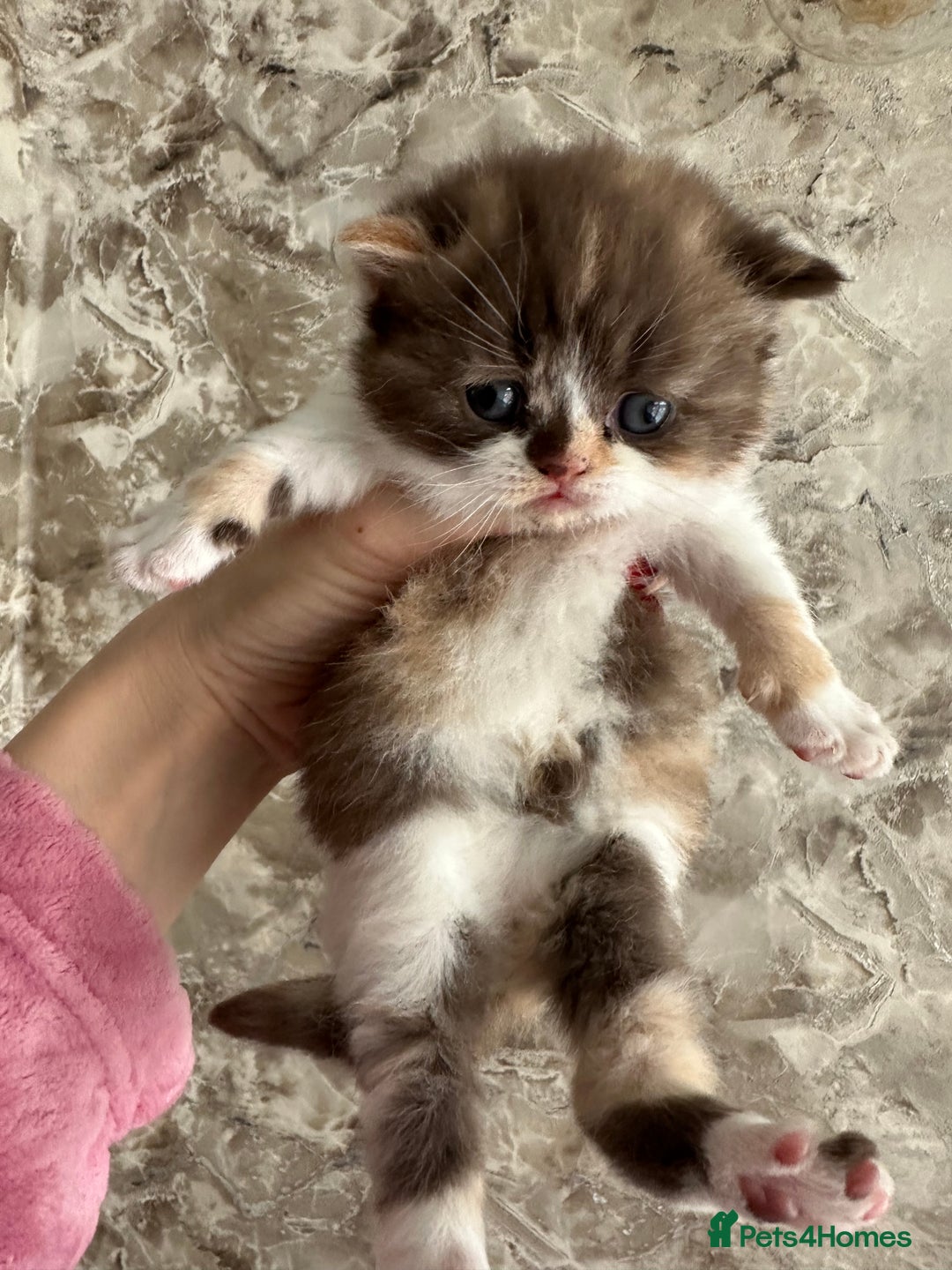 British Shorthair cats for sale: 🍫 🧸Beautiful TICA Registered British Short 🧸🍫 - Image 1