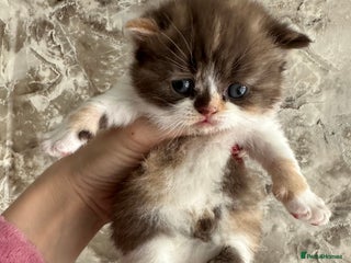 British Shorthair cats - Advert 28