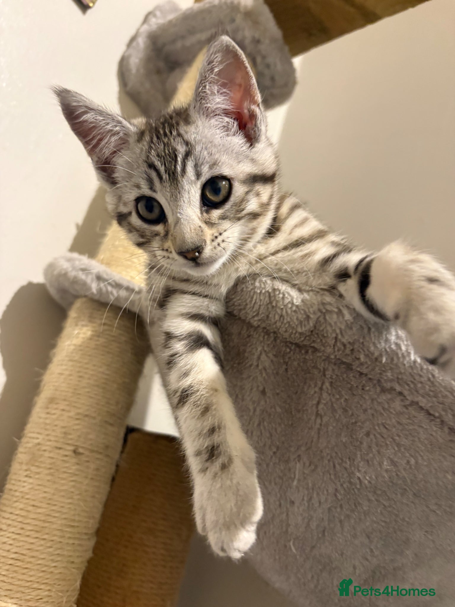 Mixed Breed cats Maine Coon x Bengal Kitten - Advert 2