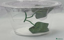 Praying Mantis invertebrates for sale: Ghost mantis  - Image 4