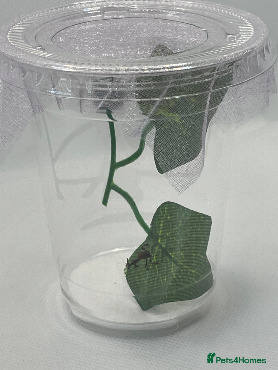 Praying Mantis invertebrates for sale: Ghost mantis  - Image 4