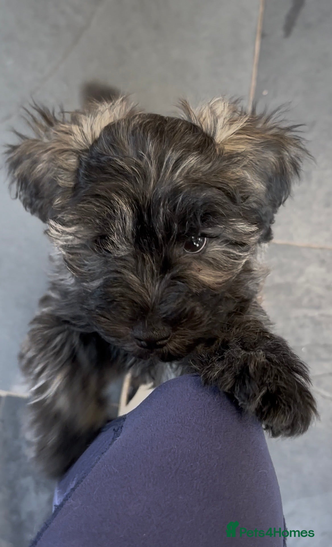 Schnoodle dogs 2 handsome Brindle Boys, Ready to leave now! - Advert 5