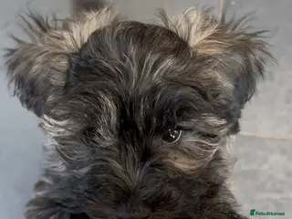 Schnoodle dogs 2 handsome Brindle Boys, Ready to leave now! - Advert 4