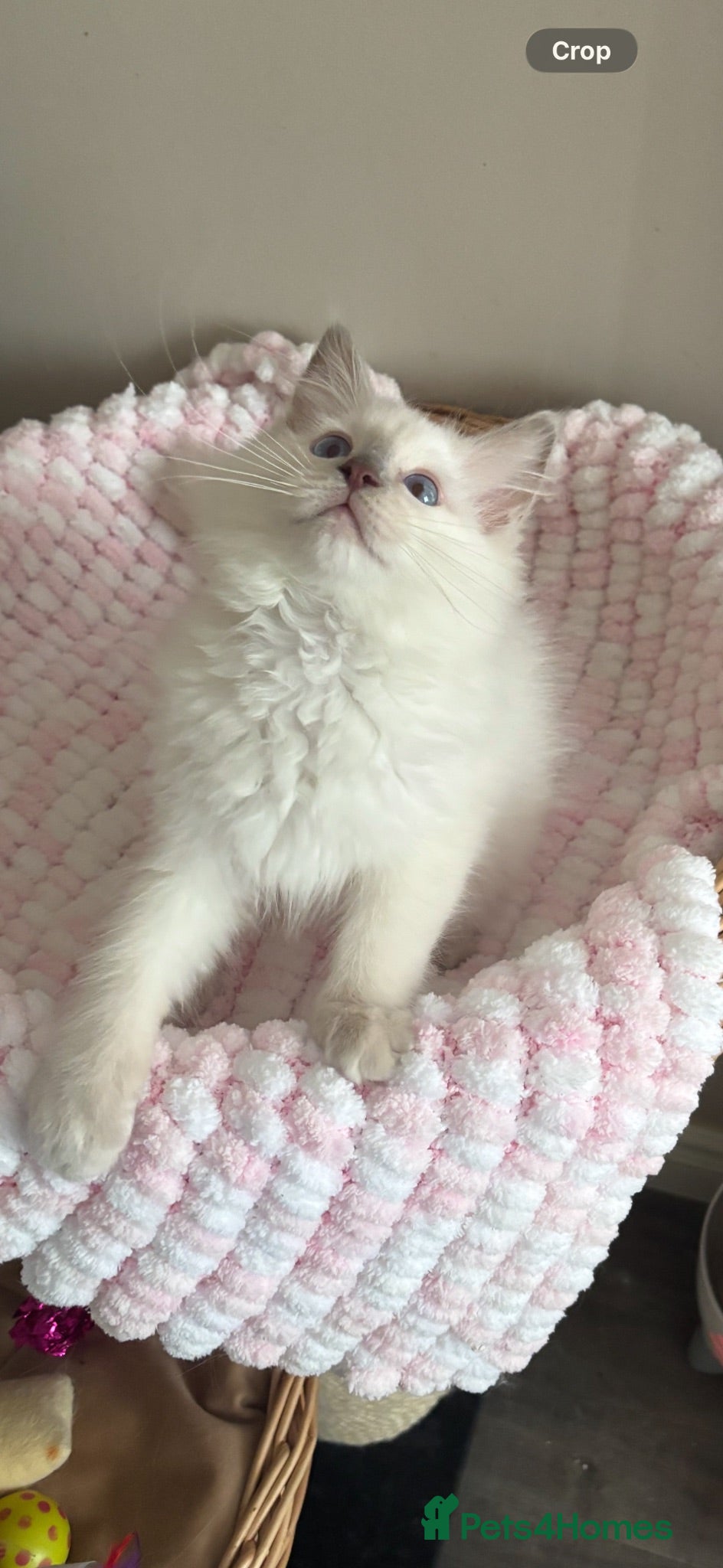 Ragdoll cats for sale: Chunky  lilac colourpoint boy available 💜 - Advert 3