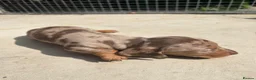 Dachshund dogs for sale: Dachshund puppy’s for sale 1 male 1 female - Advert 4