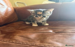 Domestic Shorthair cats for sale: 3 tabby 2 ginger - Image 4