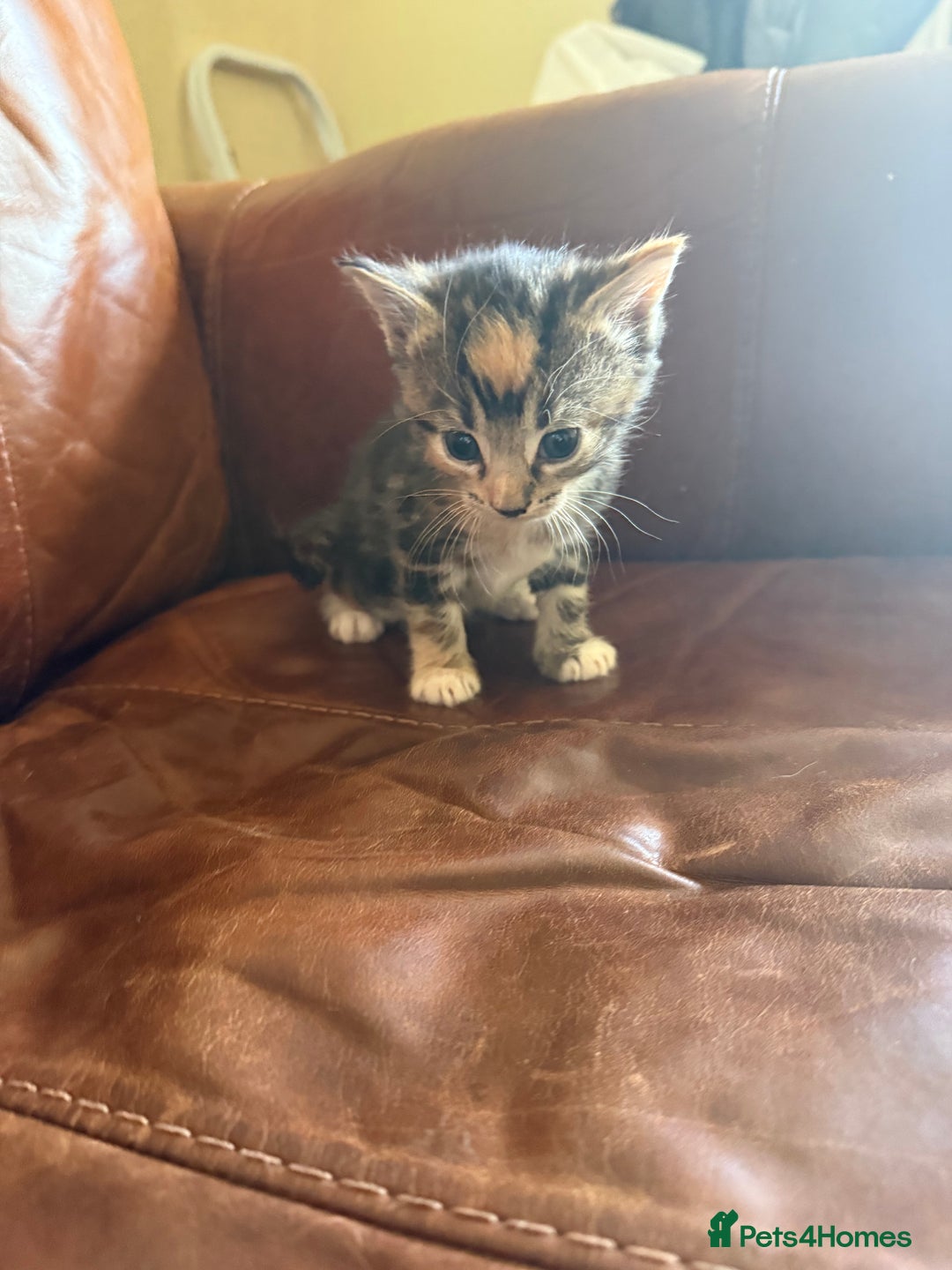 Domestic Shorthair cats for sale: 3 tabby 2 ginger - Image 4
