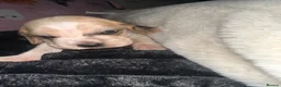 Cocker Spaniel dogs for adoption: cockerspaniel X - Advert 10