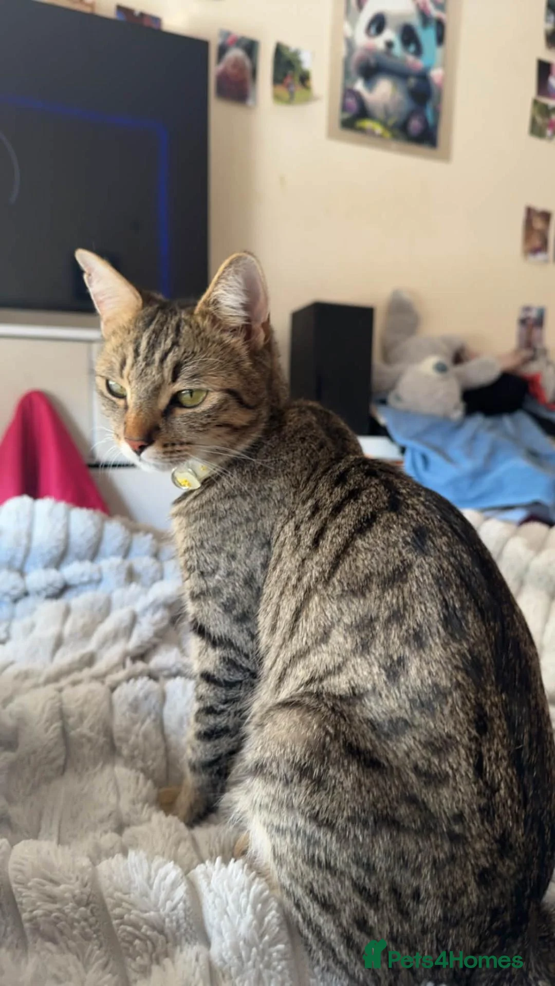 Mixed Breed cats for sale: Lovely fluffy kitten's  in Oxford - Advert 2
