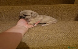 French Bulldog dogs for sale: Franch Bulldog - Image 8