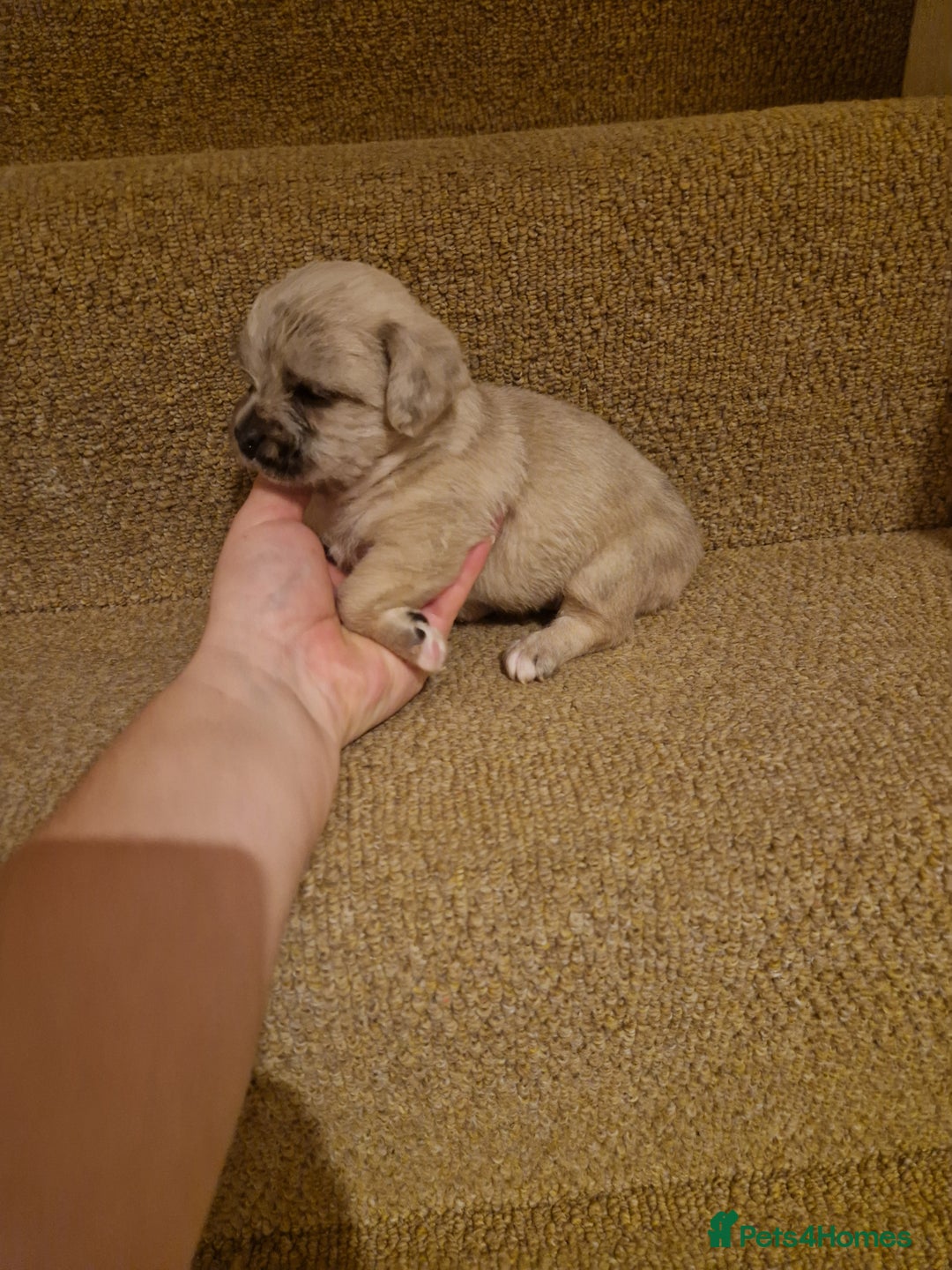 French Bulldog dogs for sale: Franch Bulldog - Image 8