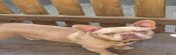 French Bulldog dogs for sale: Beautiful boy for sad sale - Advert 2