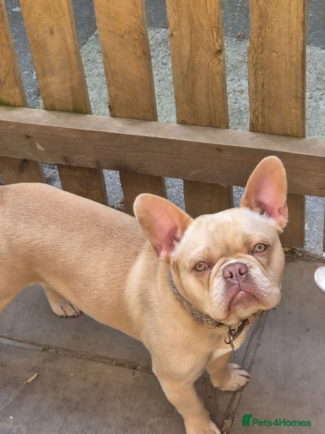 French Bulldog dogs for sale: Beautiful boy for sad sale - Advert 2