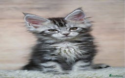 Maine Coon cats for sale: 🥇 5 Generation Pedigree - TICA registered  🌟 - Advert 17