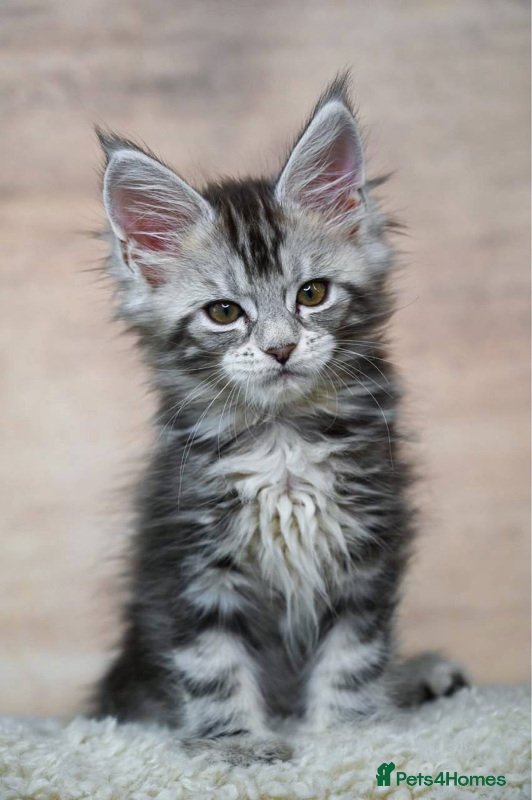 Maine Coon cats for sale: 🥇 5 Generation Pedigree - TICA registered  🌟 - Advert 17