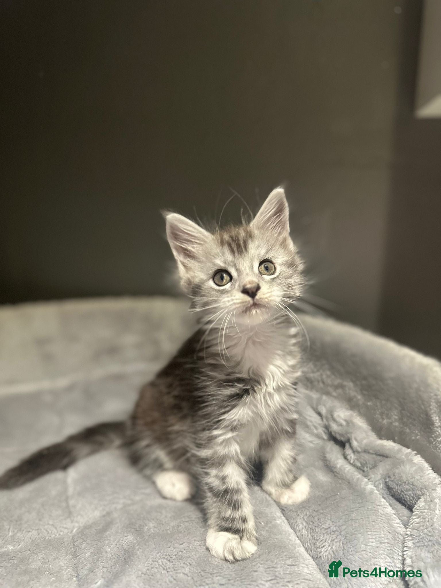 Maine Coon cats Stunning Litter Of Maine Coon Kittens  - Advert 18