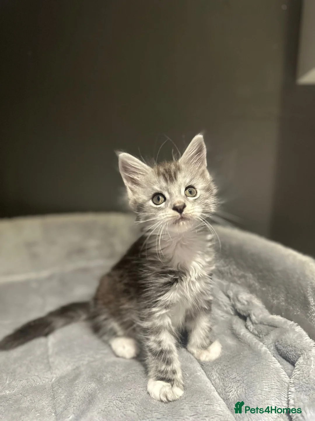 Maine Coon cats for sale: Stunning Litter Of Maine Coon Kittens  - Advert 1