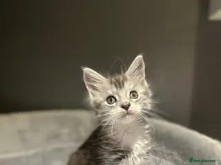 Maine Coon cats Stunning Litter Of Maine Coon Kittens - Advert 18