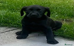 Labrador Retriever dogs for sale: Beautiful lab female puppy  - Image 4