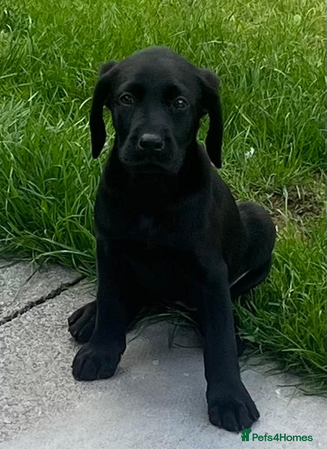 Labrador Retriever dogs for sale: Beautiful lab female puppy  - Image 4
