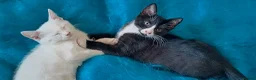 Mixed Breed cats for sale: Turkish Angora mix kittens - Advert 19