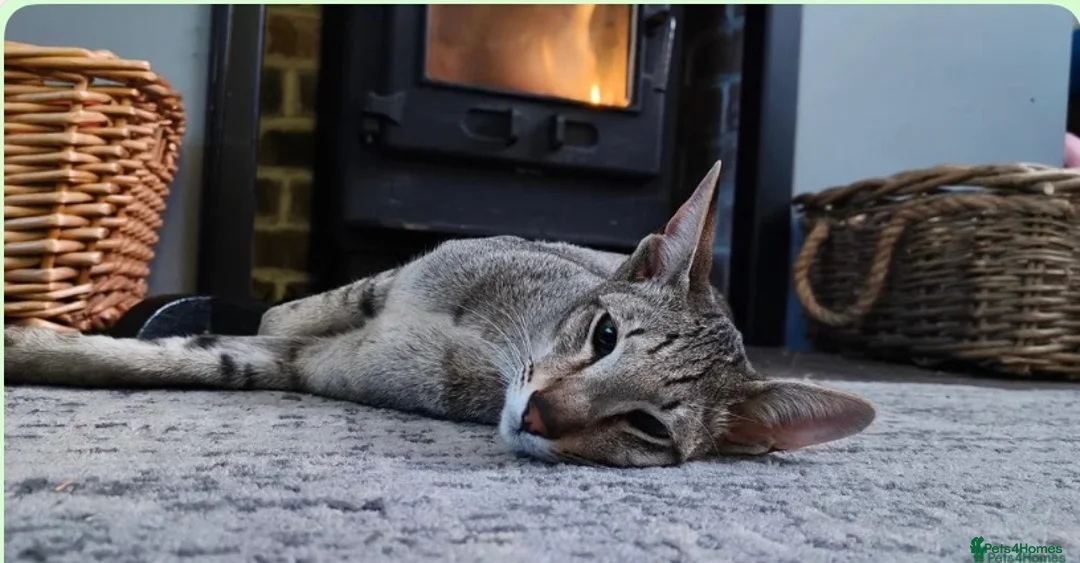 Oriental cats for sale: Tica registered Brown Spotted Tabby Oriental Male - Advert 1