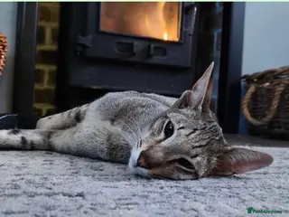 Oriental cats Tica registered Brown Spotted Tabby Oriental Male - Advert 3