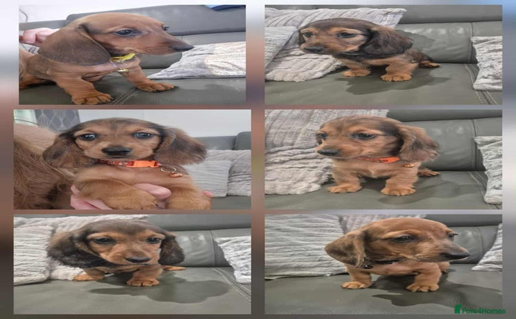 Miniature Dachshund dogs - Advert 10