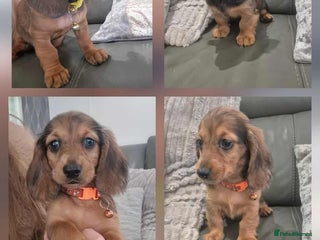 Miniature Dachshund dogs - Advert 8