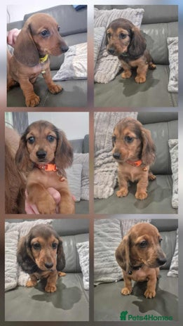 Miniature Dachshund dogs - Advert 10