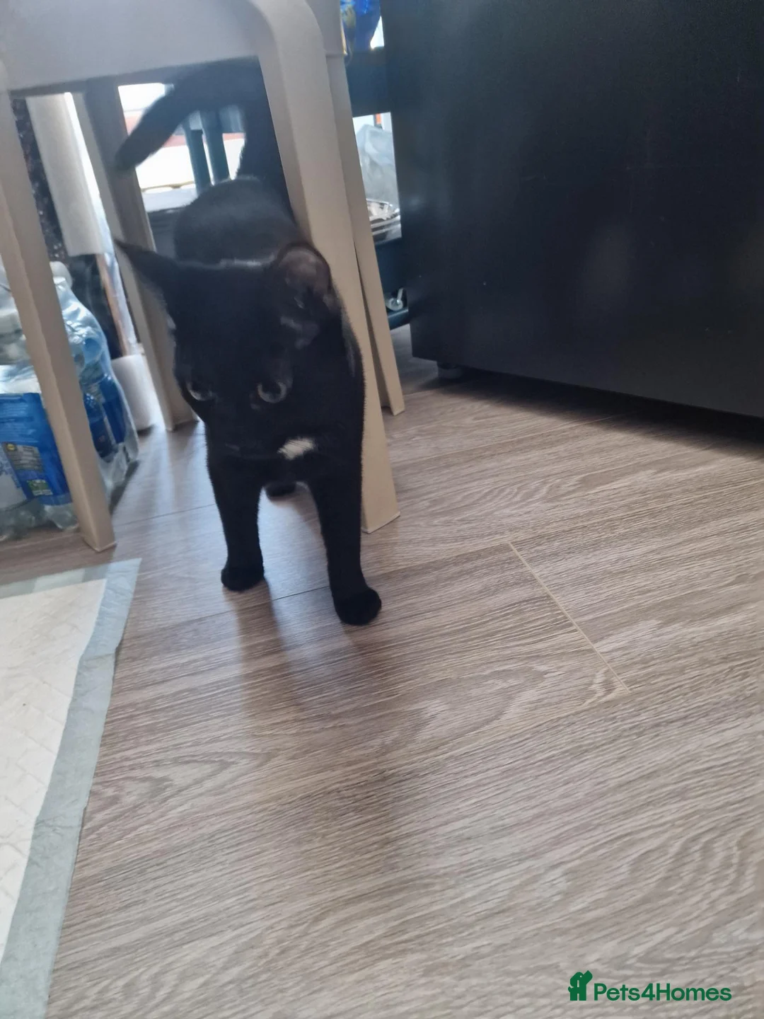 Domestic Shorthair cats for sale: Cat for free in Gravesend - Advert 3