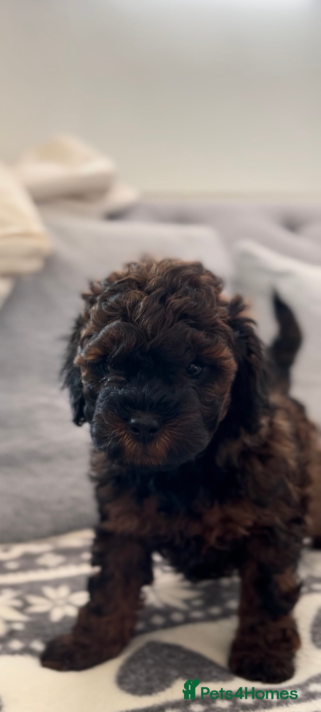 Cavapoo dogs for sale: Cavapoo puppy’s  - Image 2