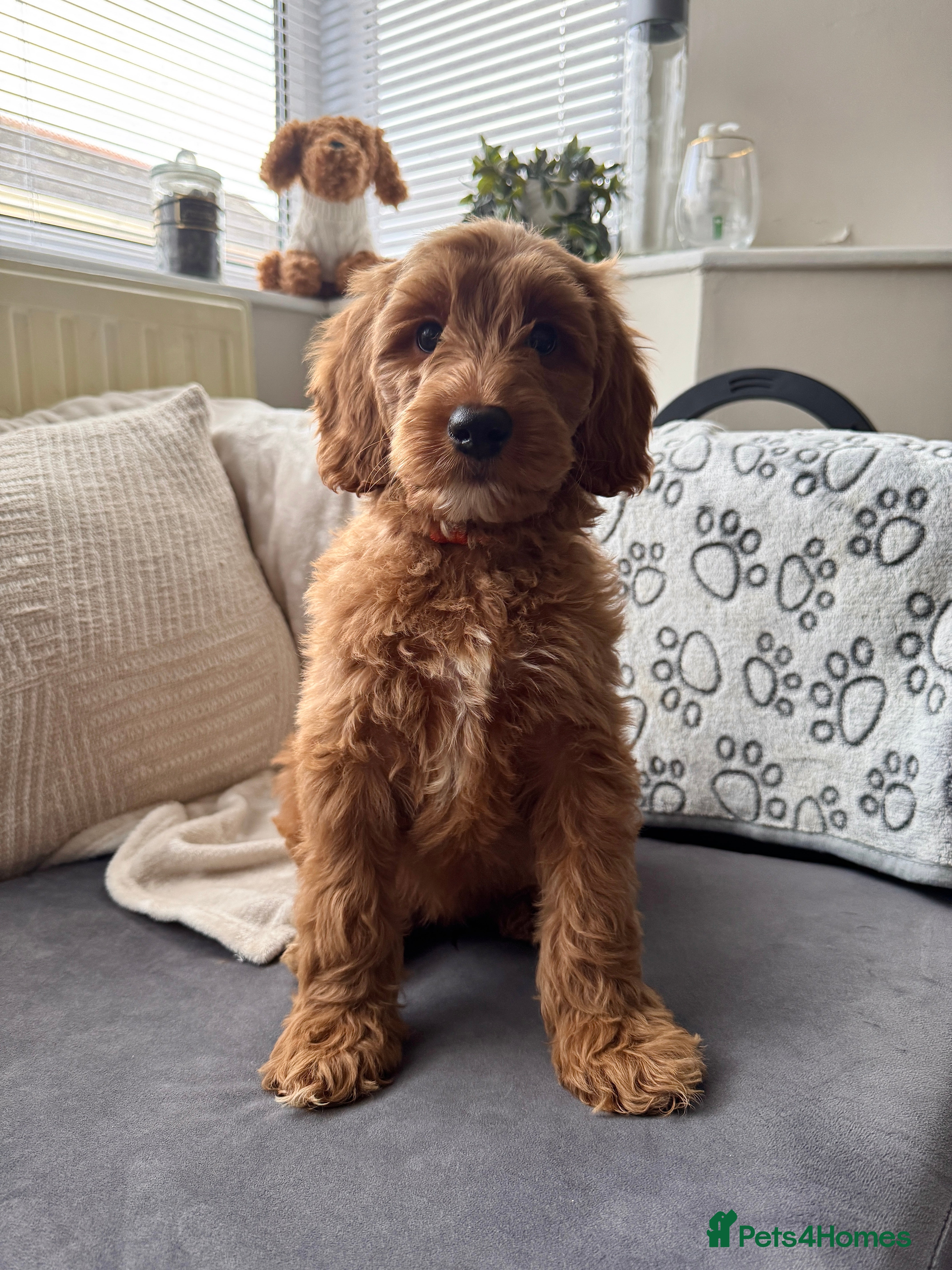 Australian Labradoodle dogs WALA Superior Australian Labradoodles-Remaining 2 - Advert 8