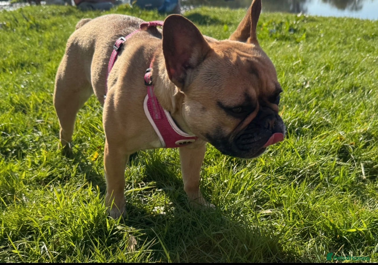 French Bulldog dogs Female FrenchBulldog Looking for a 🏡 ❤️ - Advert 1