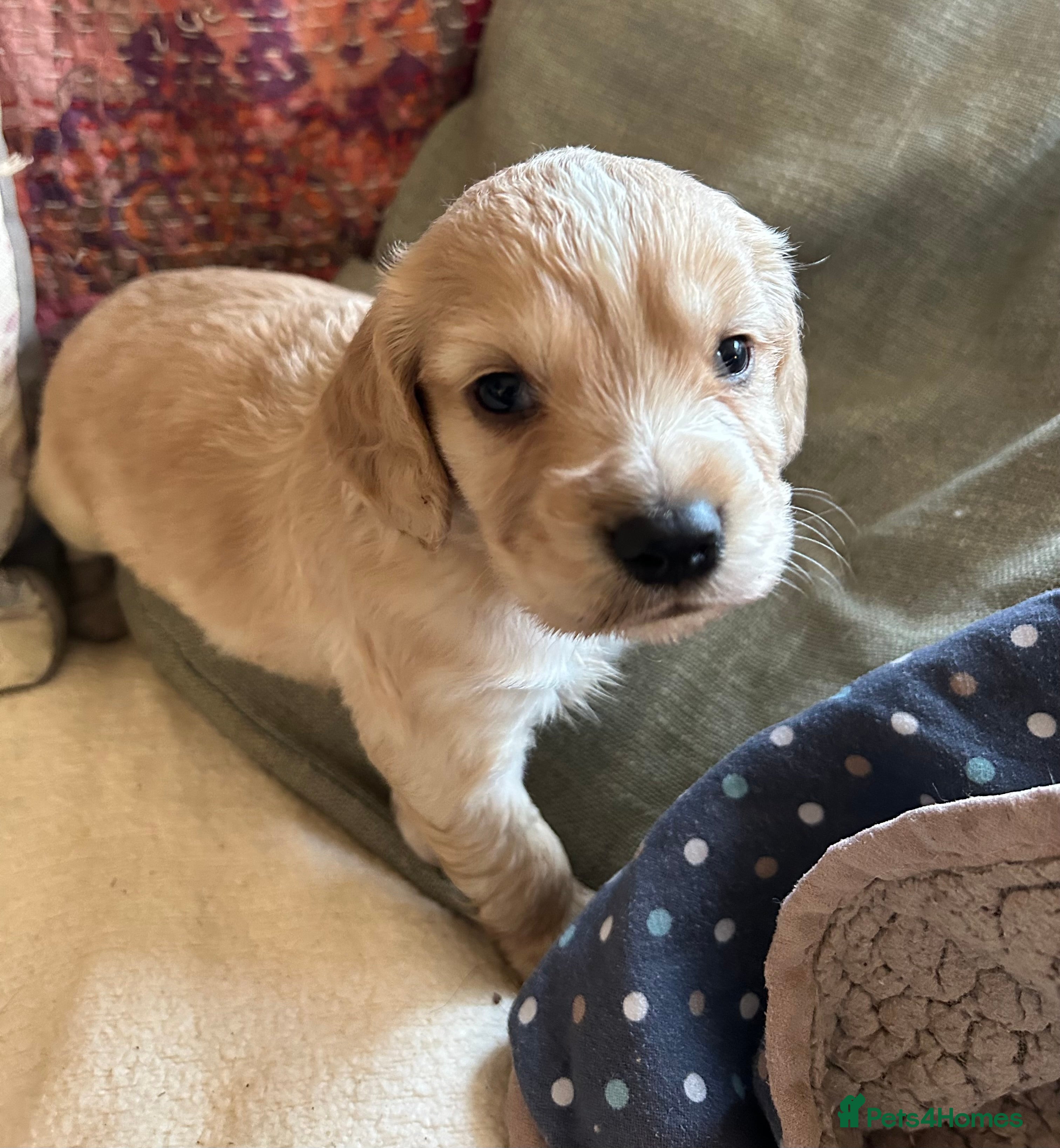 Cocker Spaniel dogs STUNNING WORKING COCKER SPANIEL PUPS - Advert 12