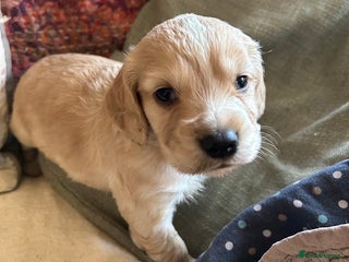 Cocker Spaniel dogs STUNNING WORKING COCKER SPANIEL PUPS - Advert 1